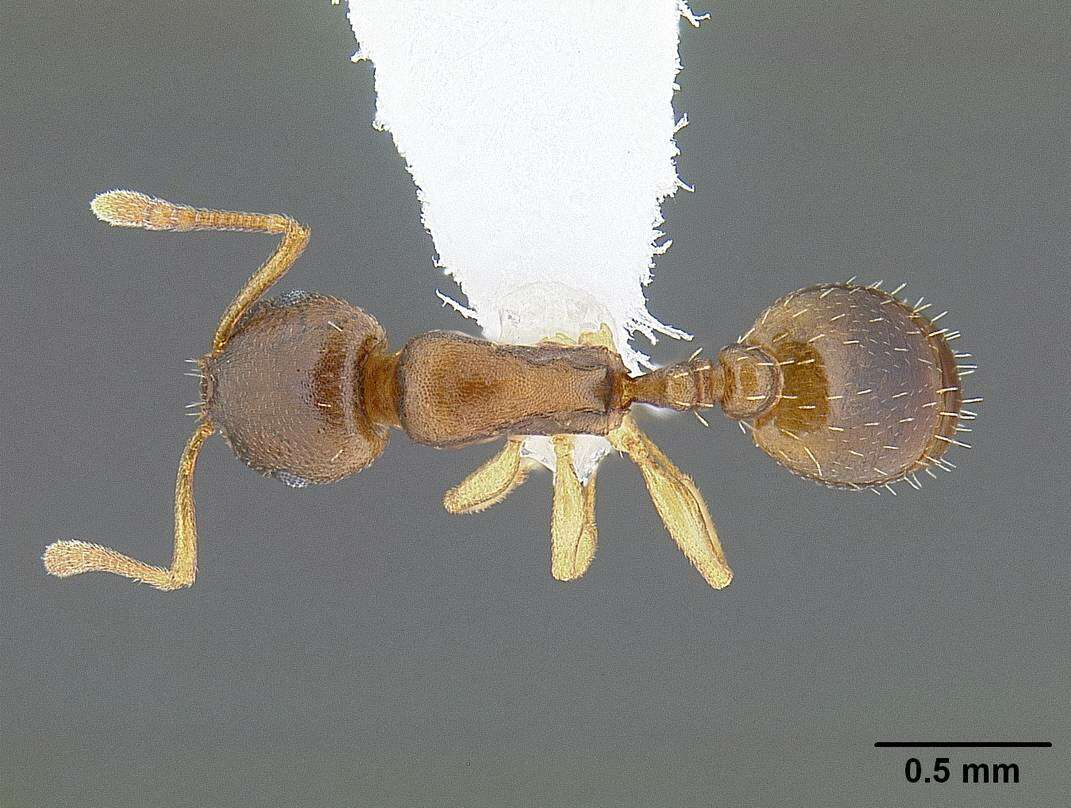 Image of Temnothorax andrei