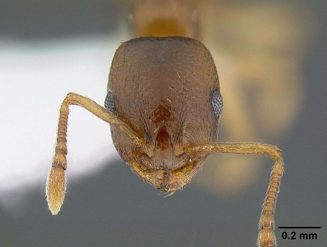 Image of Temnothorax andrei