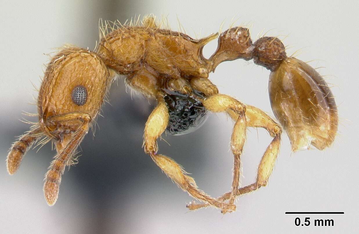 Image of Ant