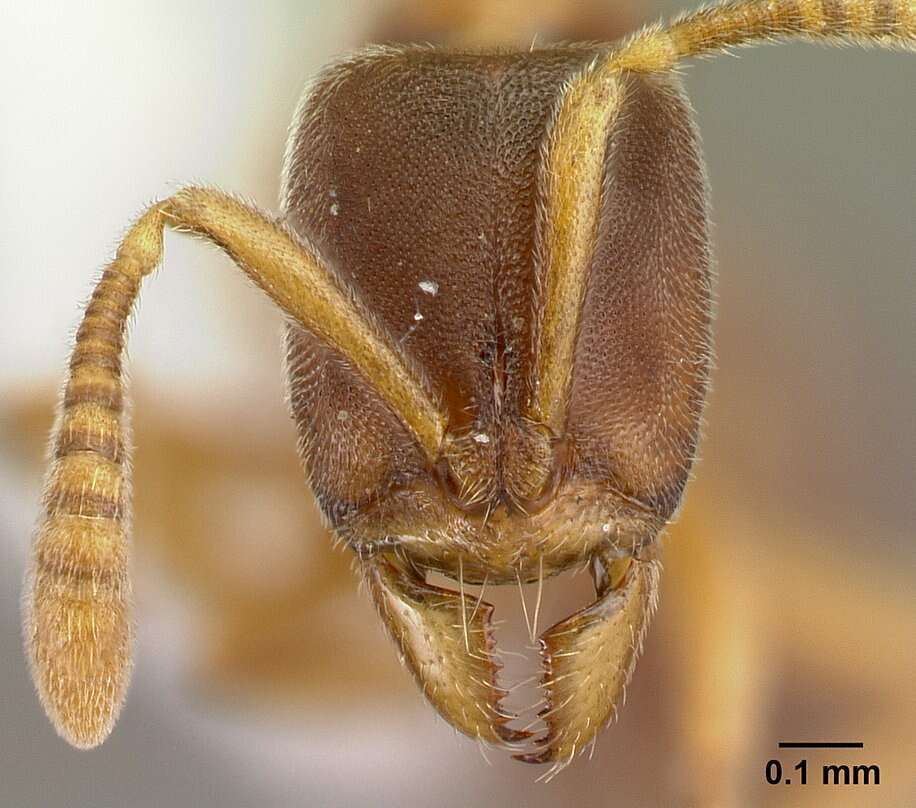 Image of <i>Hypoponera exigua</i>
