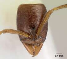 Image of <i>Hypoponera tecta</i>
