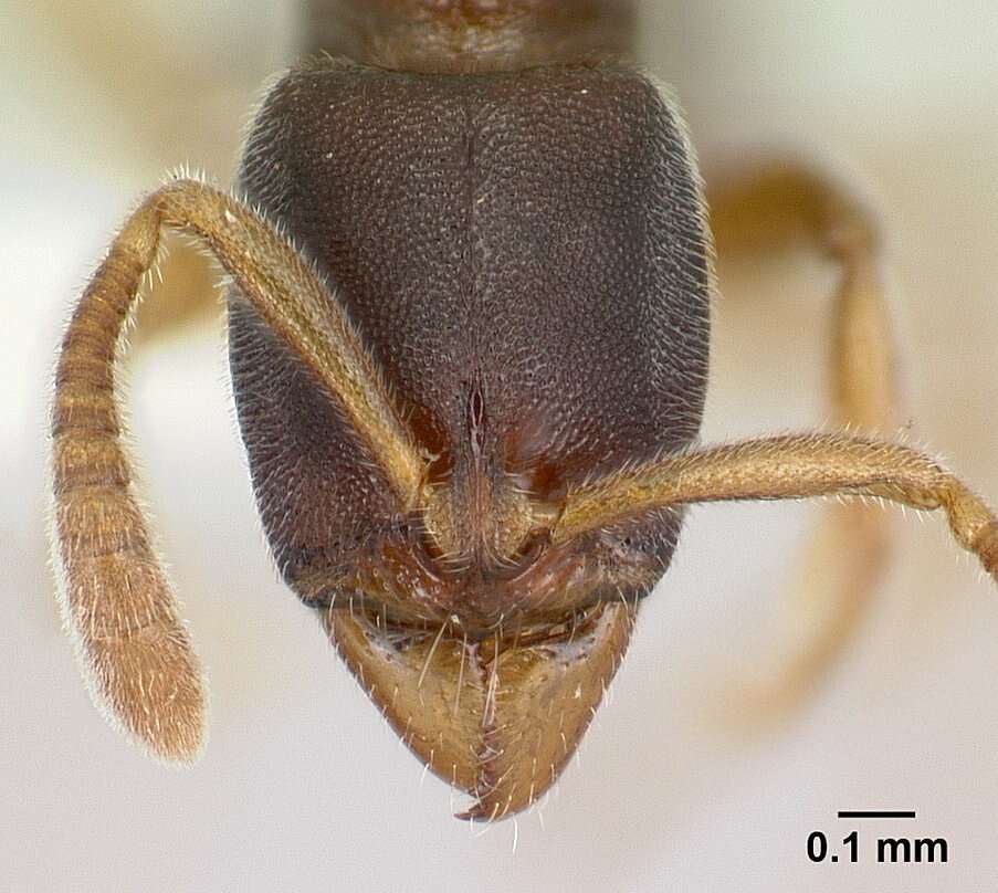 Image of <i>Hypoponera hebes</i>