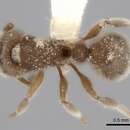 Image of Tetramorium osiris (Bolton 1976)