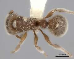 Image of Tetramorium osiris (Bolton 1976)