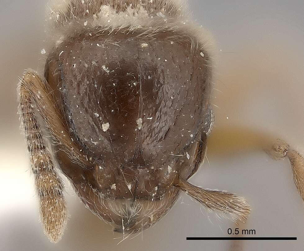 Image of Tetramorium osiris (Bolton 1976)