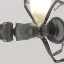 Image of Polyrhachis alexisi Forel 1916