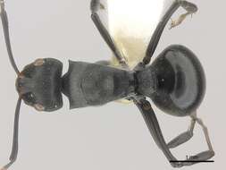 Plancia ëd Polyrhachis alexisi Forel 1916