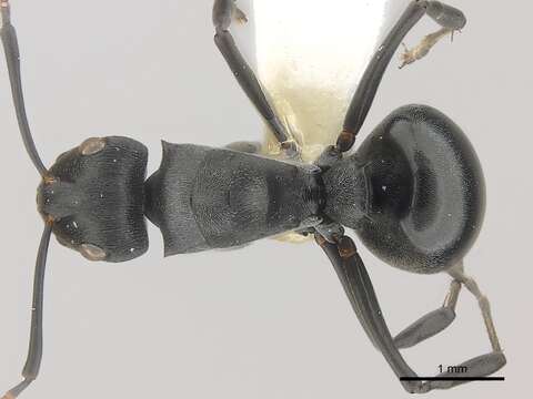 Image of Polyrhachis alexisi Forel 1916