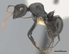 Plancia ëd Polyrhachis alexisi Forel 1916