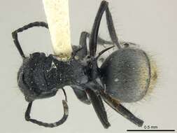 Image de Polyrhachis costulata