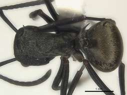 Image of Polyrhachis dives Smith 1857