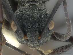 Image of Polyrhachis dives Smith 1857