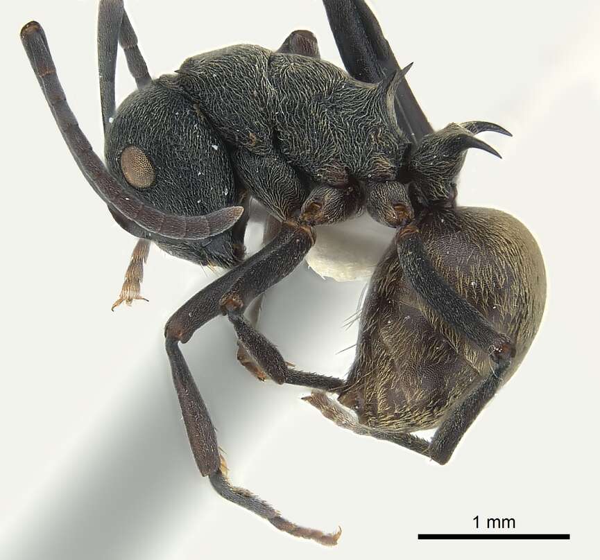 Image of Polyrhachis dives Smith 1857