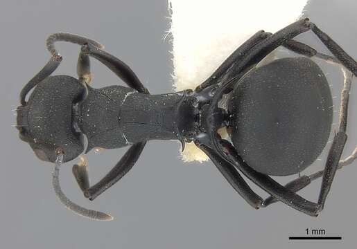 Image of Polyrhachis lacteipennis Smith 1858