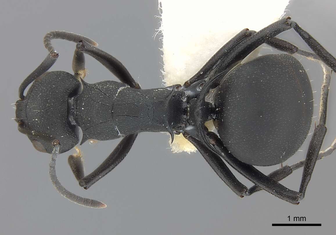 صورة Polyrhachis lacteipennis Smith 1858