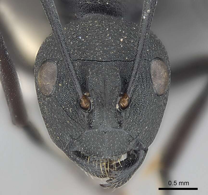 Image of Polyrhachis lacteipennis Smith 1858