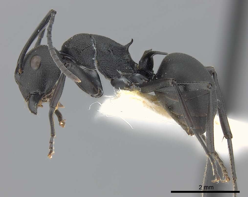 Image of Polyrhachis lacteipennis Smith 1858