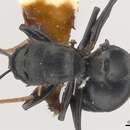 صورة Polyrhachis latharis Bolton 1973