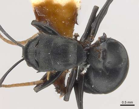 صورة Polyrhachis latharis Bolton 1973