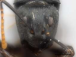 صورة Polyrhachis latharis Bolton 1973