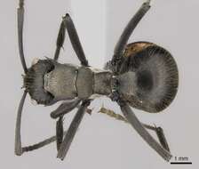 صورة Polyrhachis militaris (Fabricius 1782)