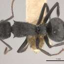 Image of Polyrhachis otleti Forel 1916