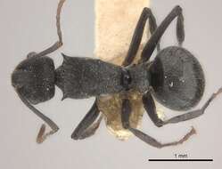 Image of Polyrhachis otleti Forel 1916