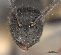 Image of Polyrhachis otleti Forel 1916