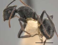 Image of Polyrhachis otleti Forel 1916