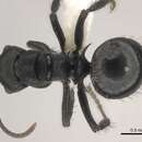 Image of Polyrhachis monista Santschi 1910