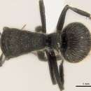 Image of Polyrhachis revoili Andre 1887
