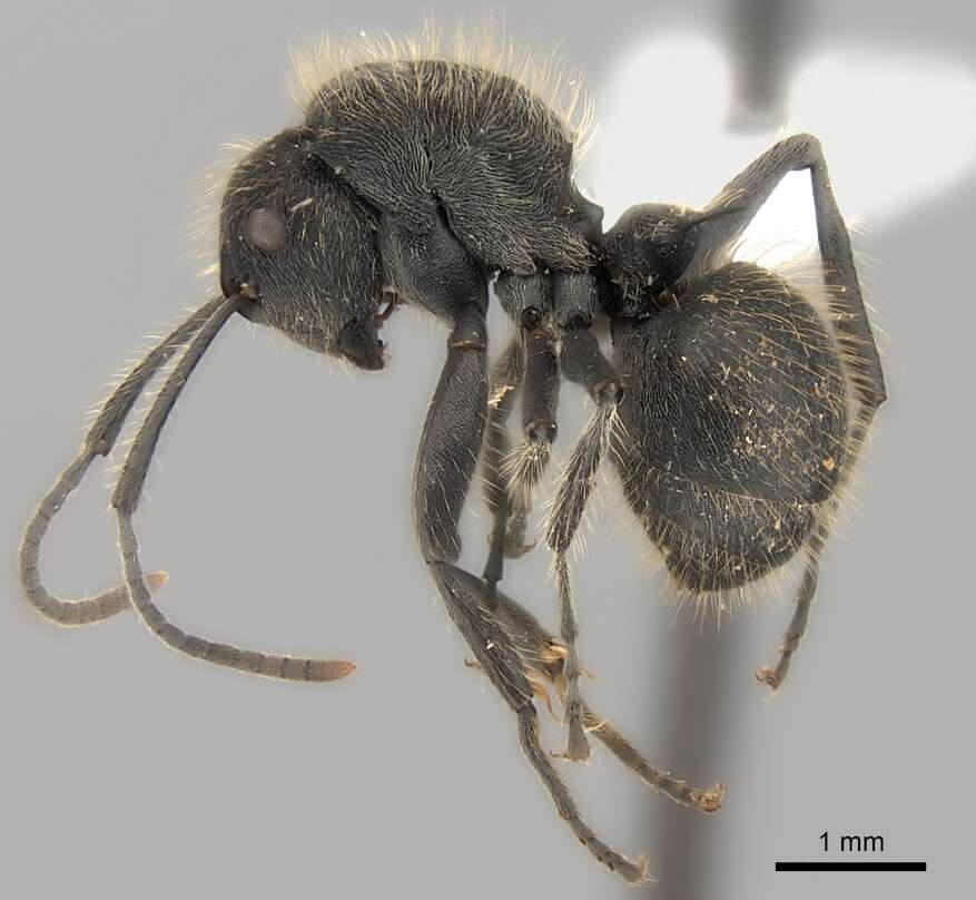 Image de Polyrhachis revoili Andre 1887