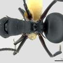 Image of Polyrhachis viscosa Smith 1858