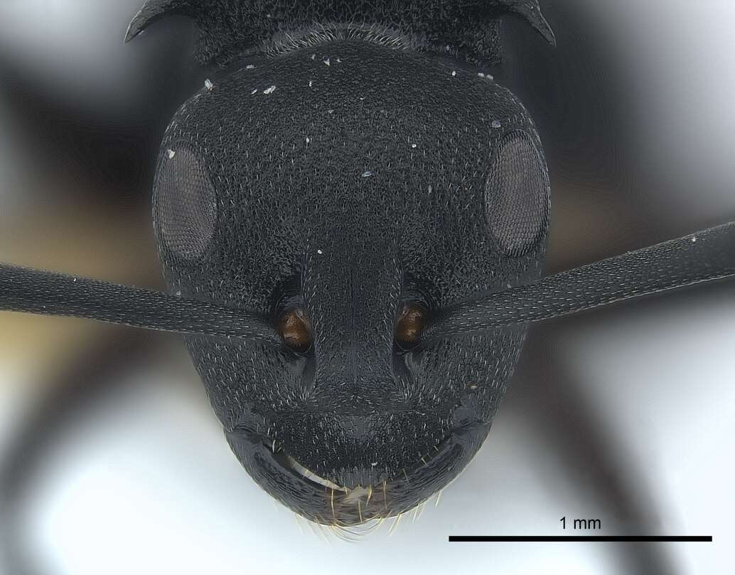 Image of Polyrhachis viscosa Smith 1858