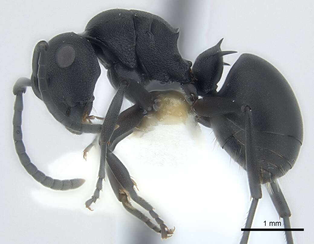 Image of Polyrhachis viscosa Smith 1858