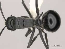 صورة Polyrhachis