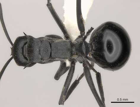 Image of Spiny Ants