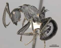 Image de Polyrhachis