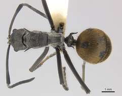 Image de Polyrhachis laboriosa Smith 1858