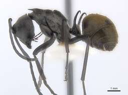 Image of Polyrhachis laboriosa Smith 1858