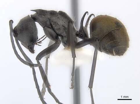 Plancia ëd Polyrhachis laboriosa Smith 1858