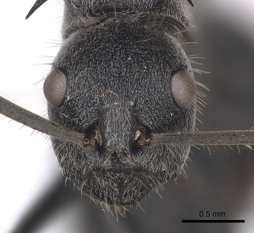 Image of Polyrhachis schistacea (Gerstaecker 1859)