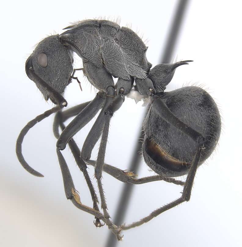 Image of Polyrhachis schistacea (Gerstaecker 1859)