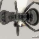 Image of Polyrhachis decemdentata Andre 1889