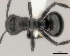 صورة Polyrhachis decemdentata Andre 1889