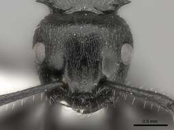 صورة Polyrhachis decemdentata Andre 1889