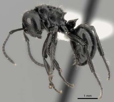 صورة Polyrhachis decemdentata Andre 1889