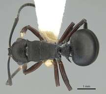 Plancia ëd Polyrhachis spinicola Forel 1894