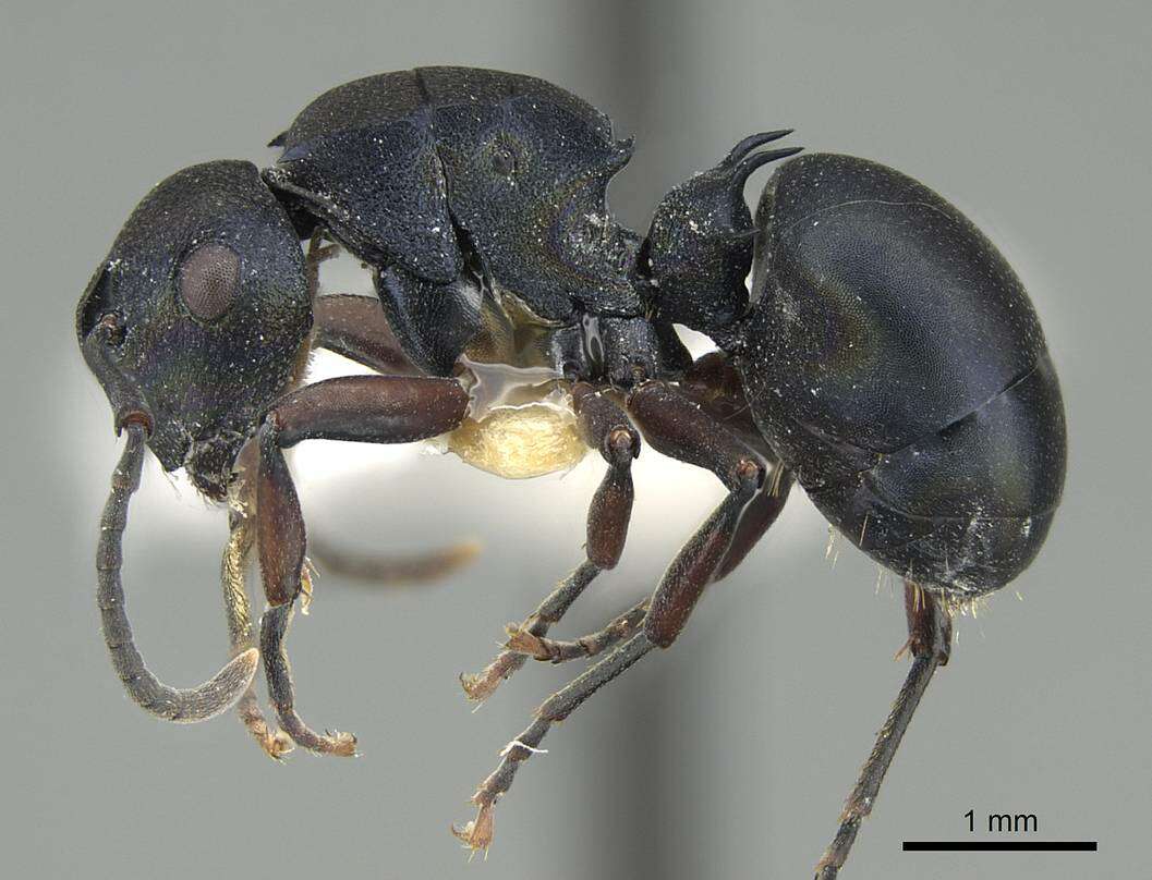 Plancia ëd Polyrhachis spinicola Forel 1894