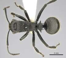 صورة Polyrhachis latispina Emery 1925